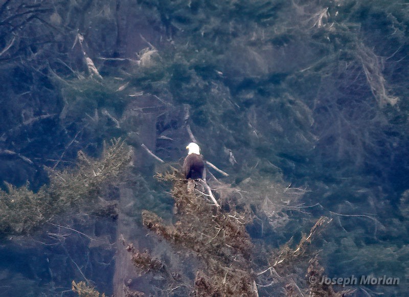 Bald Eagle - ML406492601