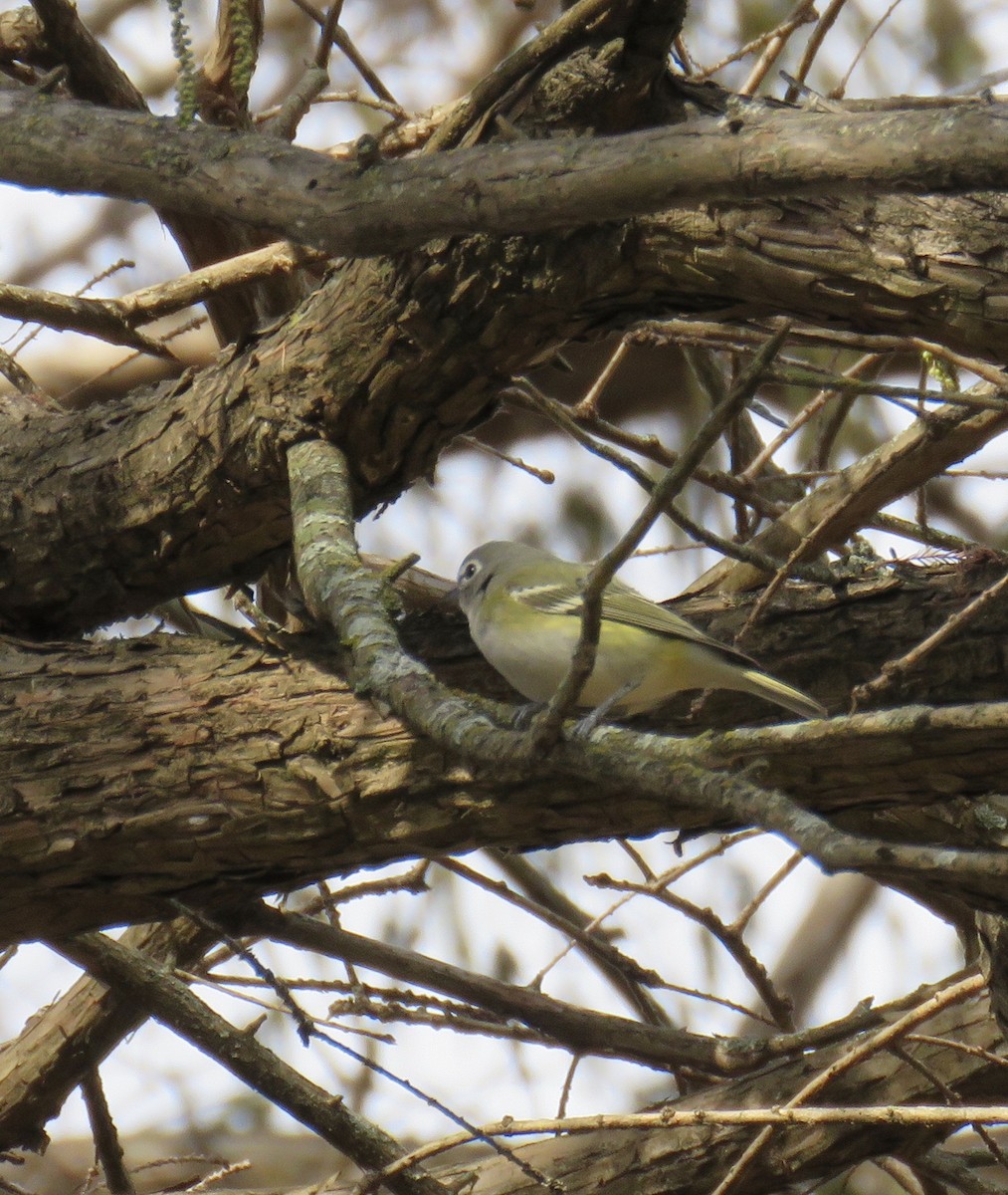 Blue-headed Vireo - ML406492771