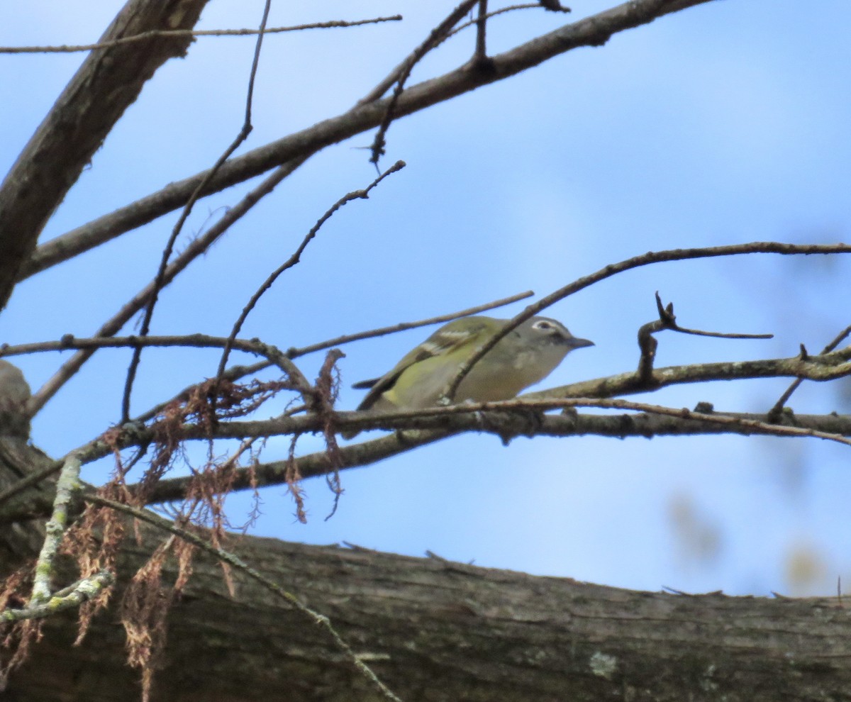 Blue-headed Vireo - ML406493591