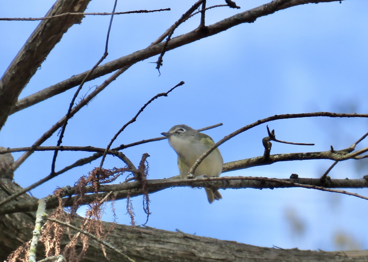 Blue-headed Vireo - ML406493601