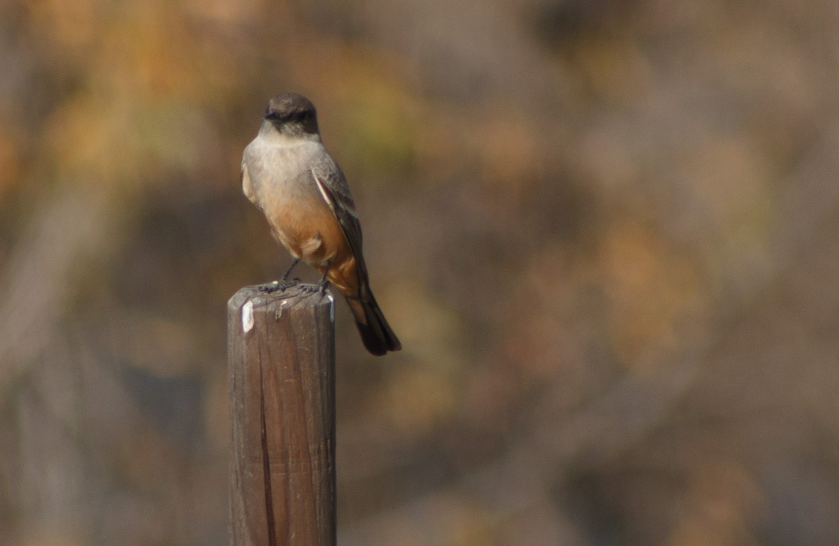 Say's Phoebe - mary ann ruiz