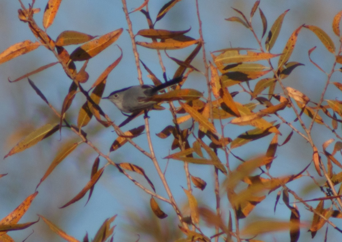 Blue-gray Gnatcatcher - ML406494411