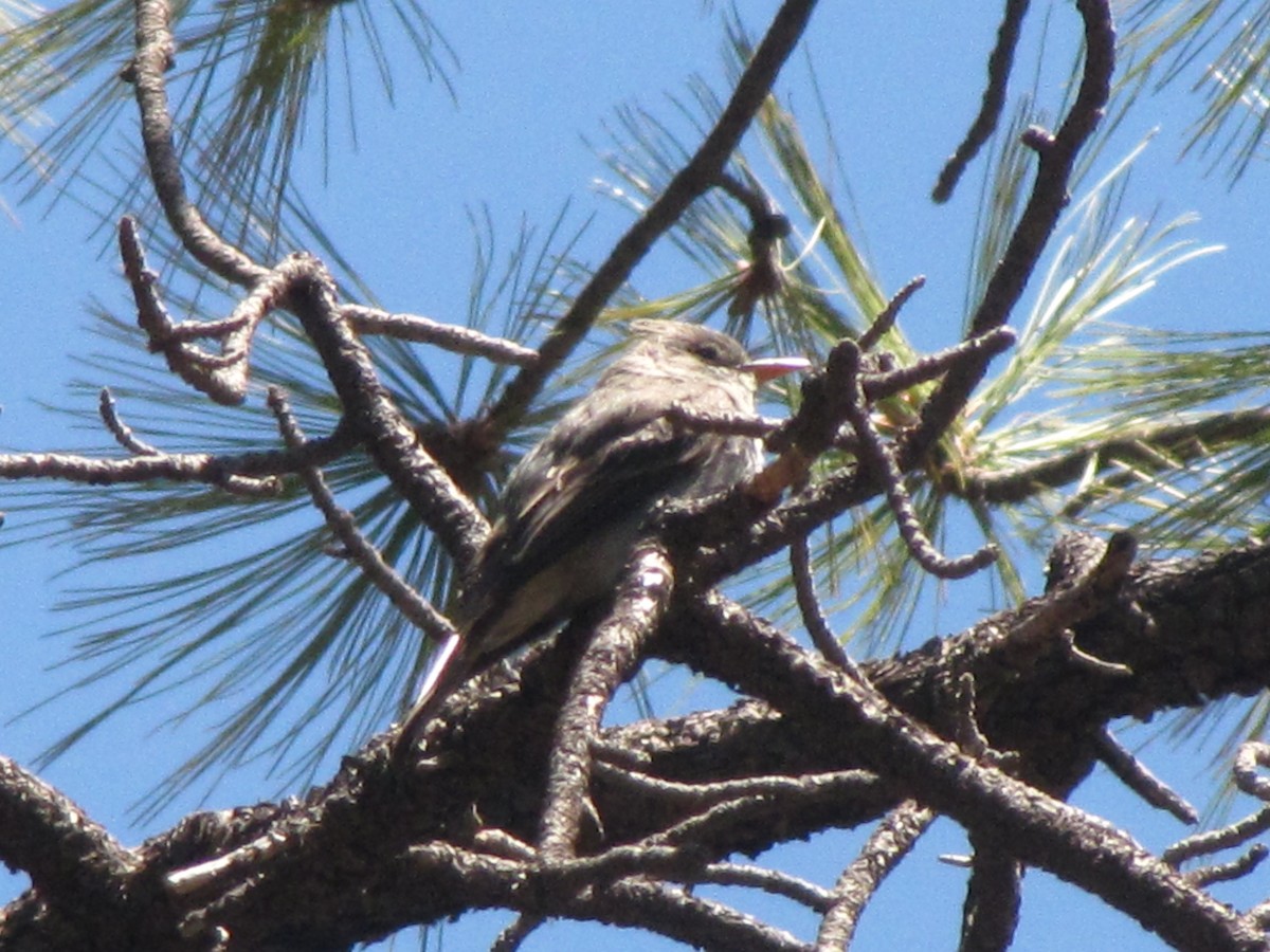 Greater Pewee - ML40649521