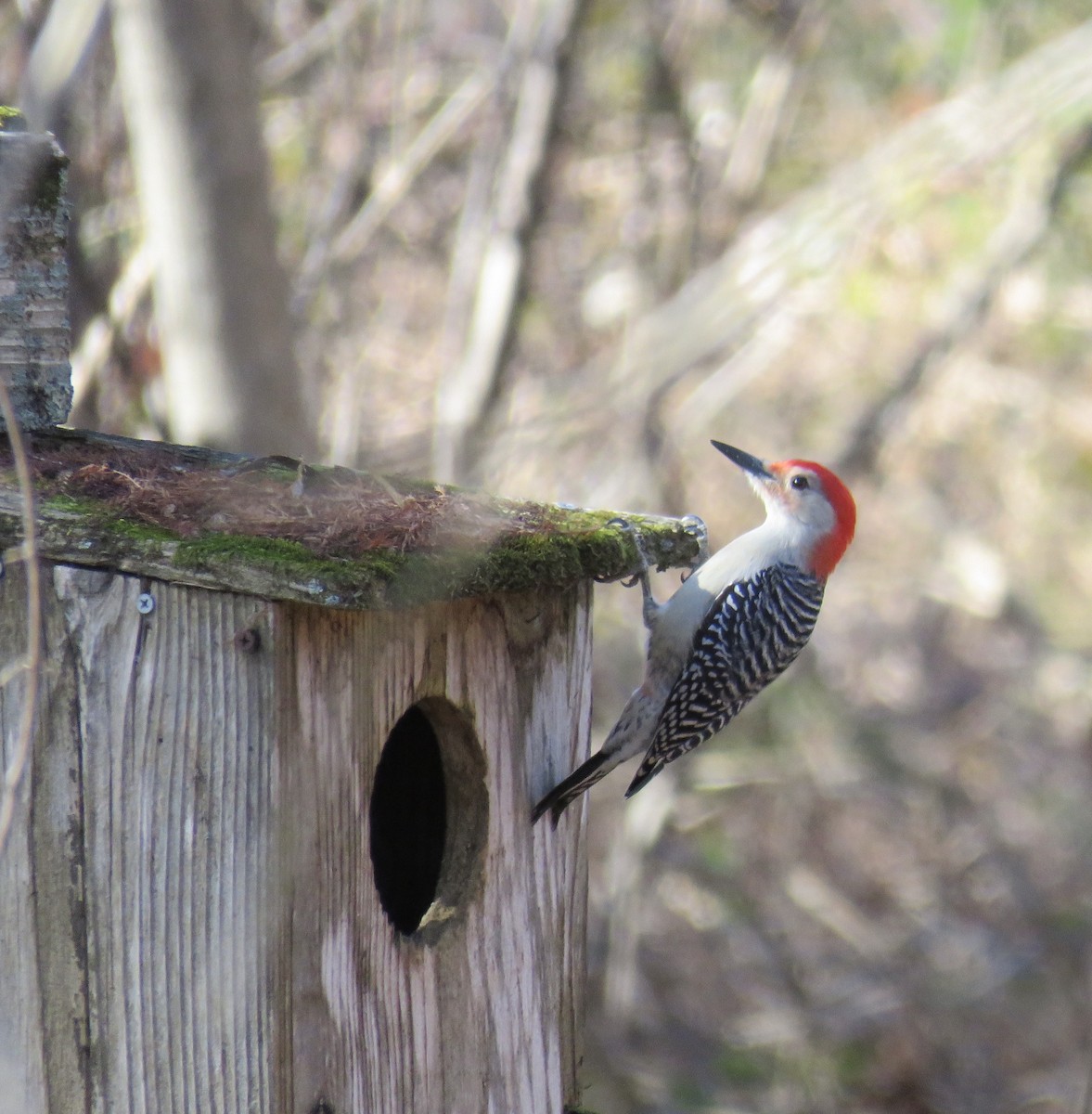 Red-bellied Woodpecker - ML406496761