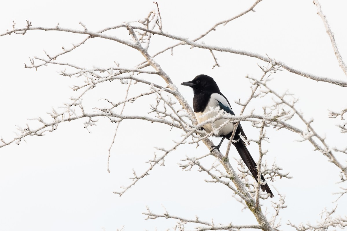 Eurasian Magpie - ML406497011
