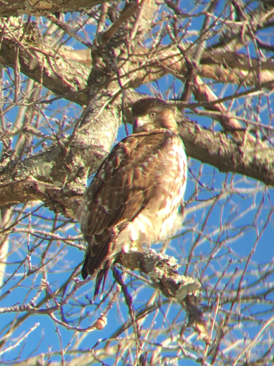 Red-tailed Hawk - ML406497401