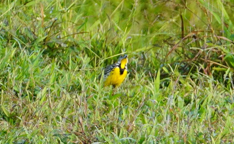 Eastern Meadowlark - ML406497691