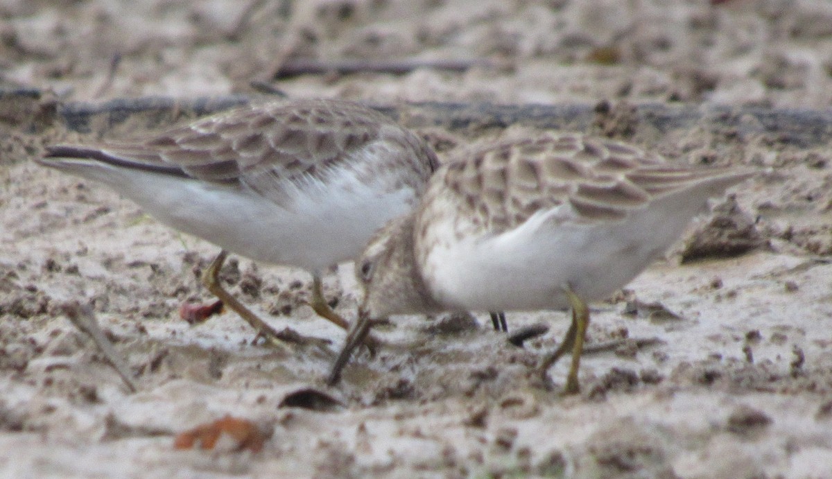 Least Sandpiper - ML406497711