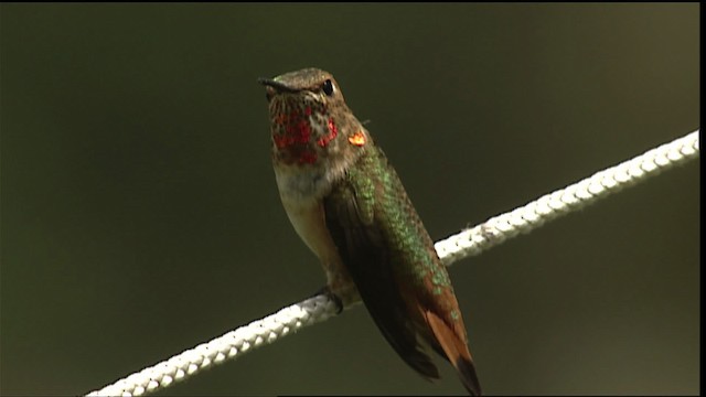 Colibrí (Selasphorus) sp. - ML406500