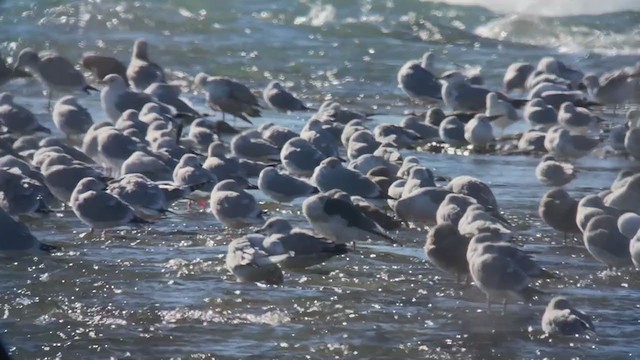 Slaty-backed Gull - ML406500991
