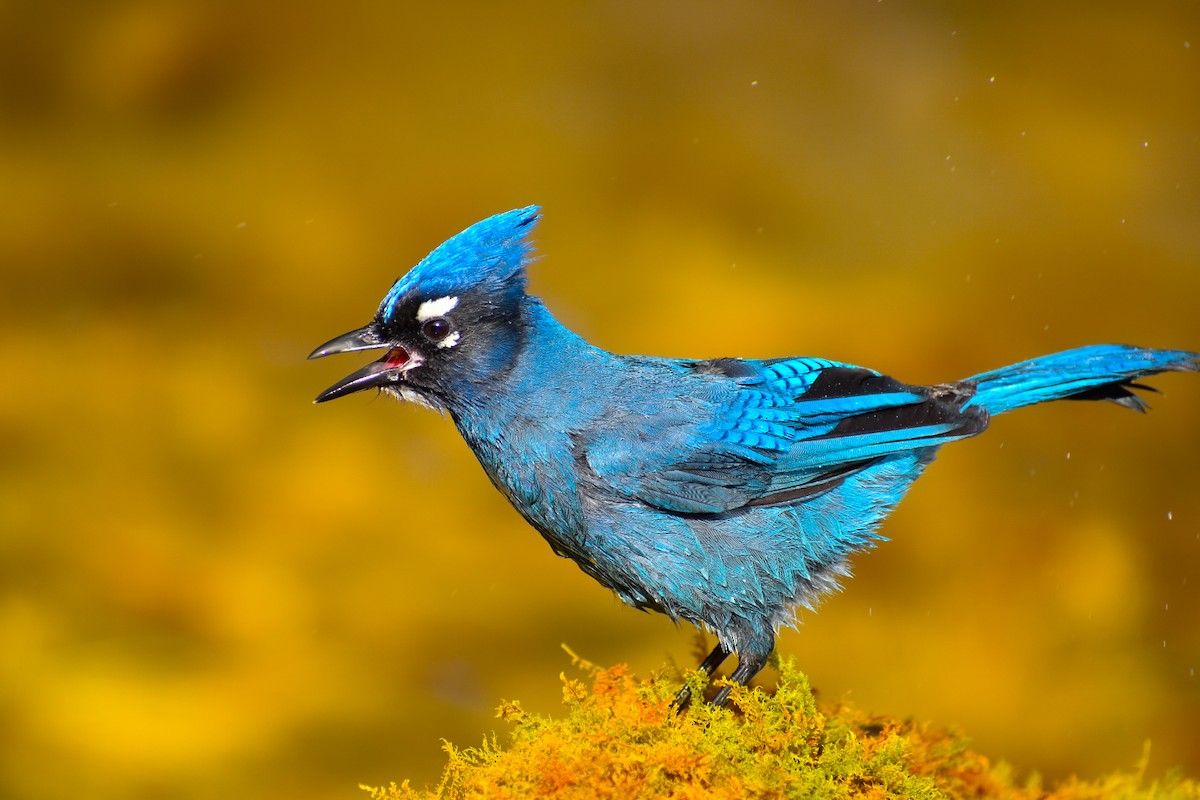 Steller's Jay - ML406501361