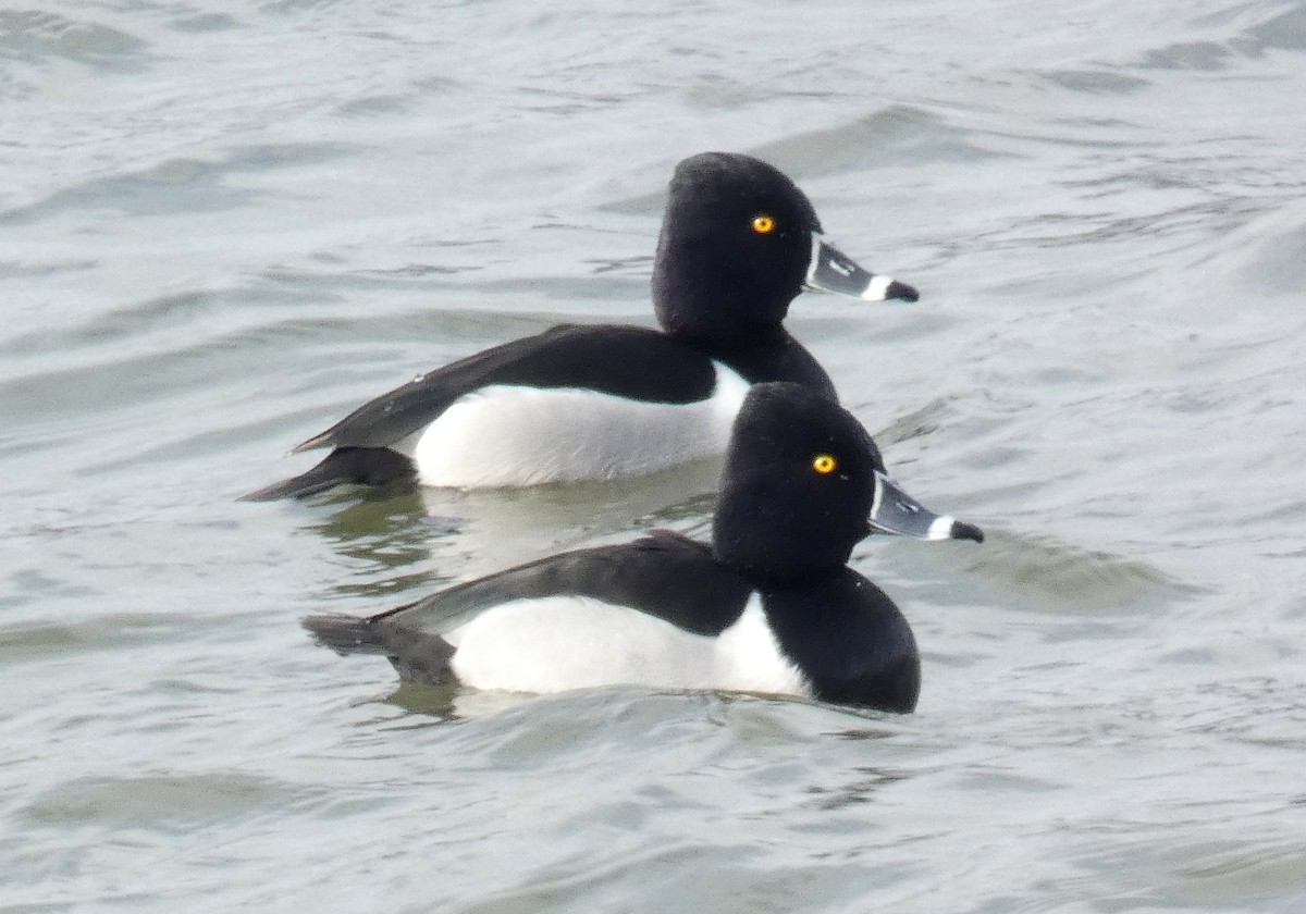 Ring-necked Duck - ML406501801