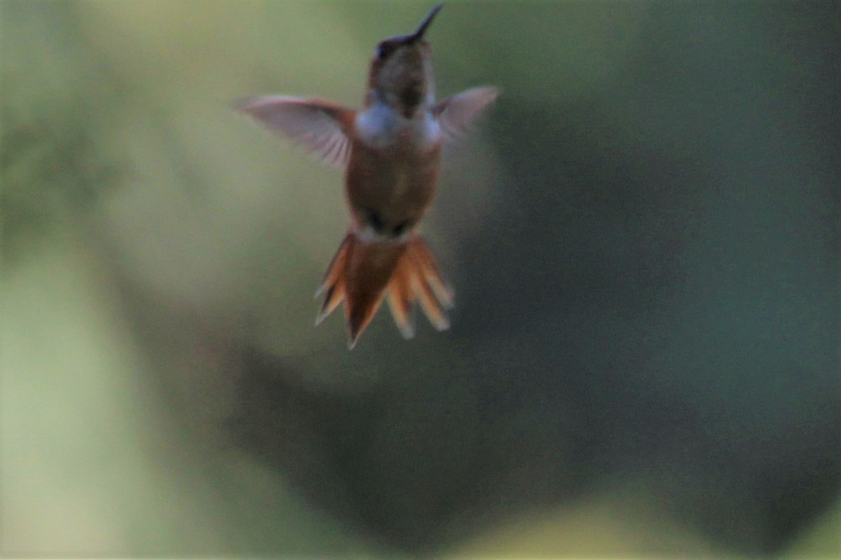Allen's Hummingbird - ML406502781
