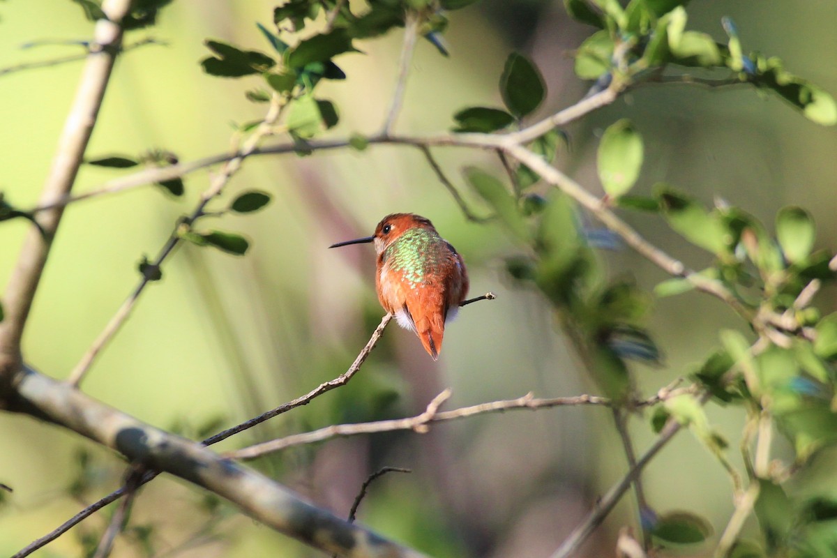 Allen's Hummingbird - ML406502821