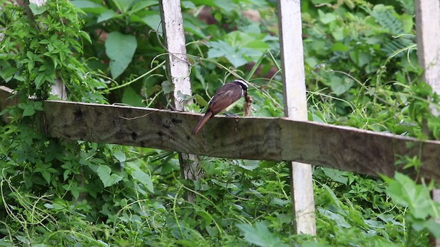 Great Kiskadee - ML406503281