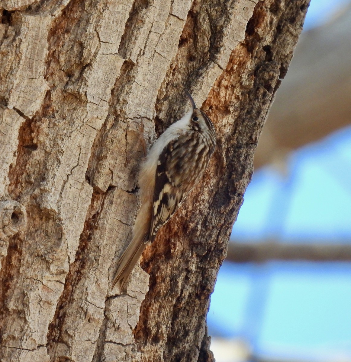 Brown Creeper - ML406504001