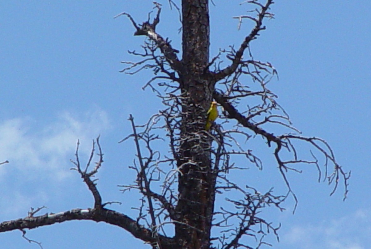 Western Tanager - ML406506921