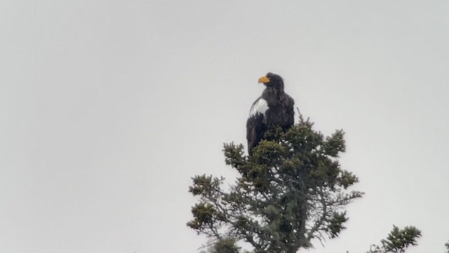 Steller's Sea-Eagle - ML406507541