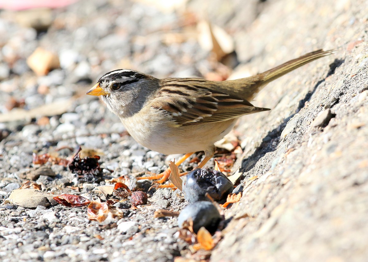 White-crowned Sparrow (pugetensis) - ML406508111