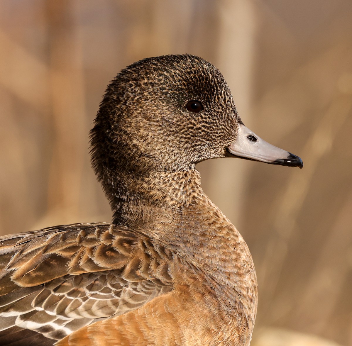 American Wigeon - ML406508351