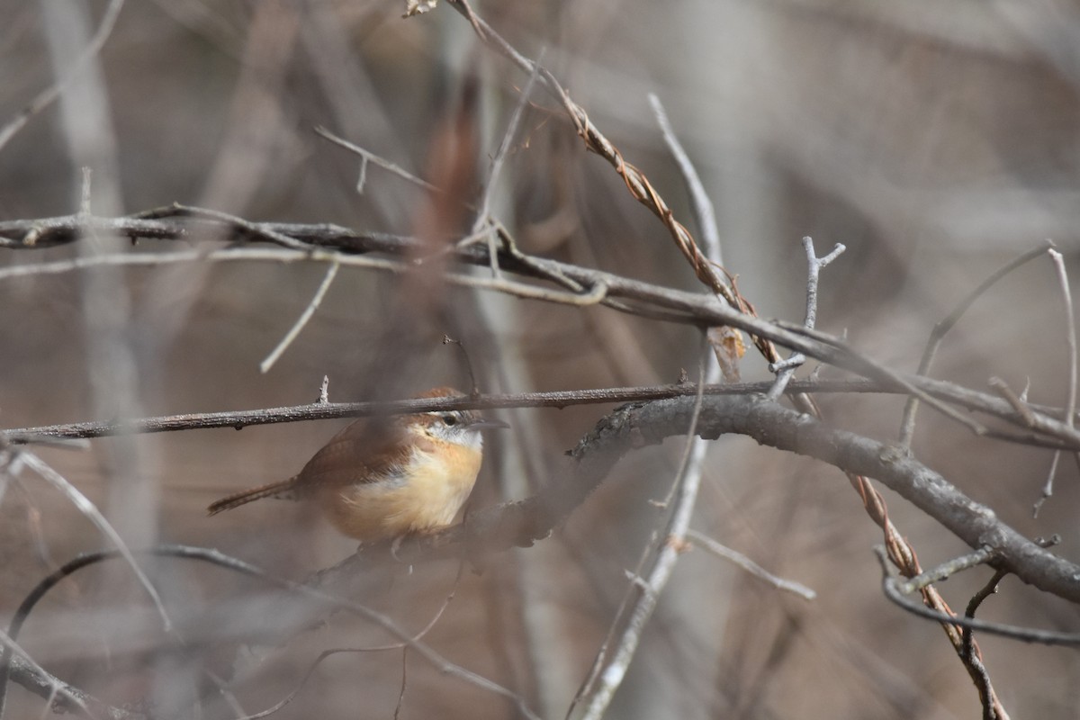 Carolina Wren - ML406508451