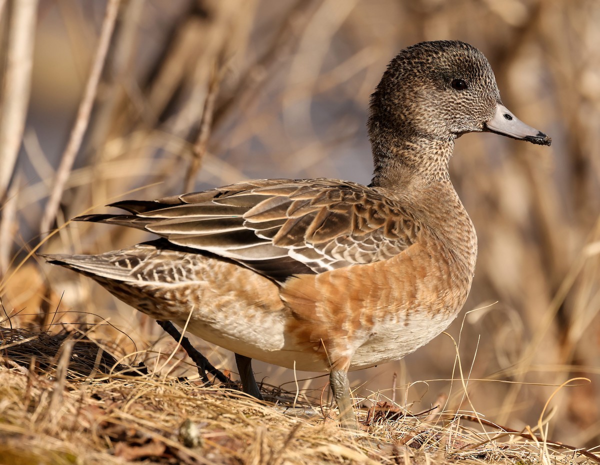 American Wigeon - ML406509621