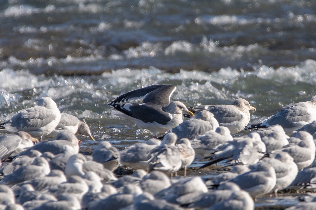 Slaty-backed Gull - Rob  Sielaff