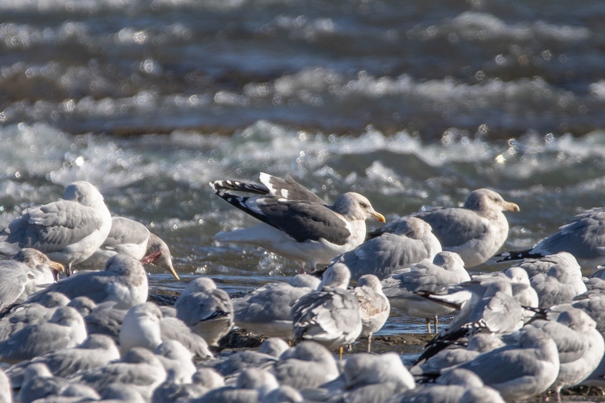 Slaty-backed Gull - ML406510561