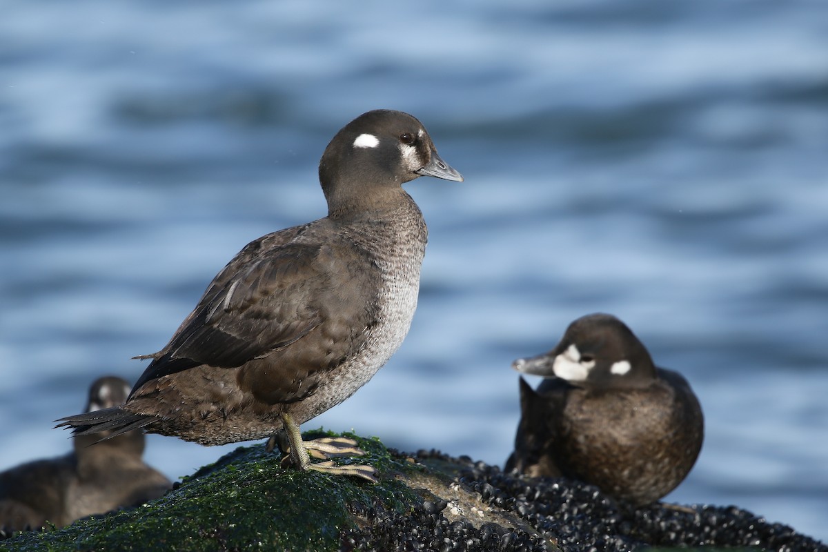 Harlequin Duck - ML406512441