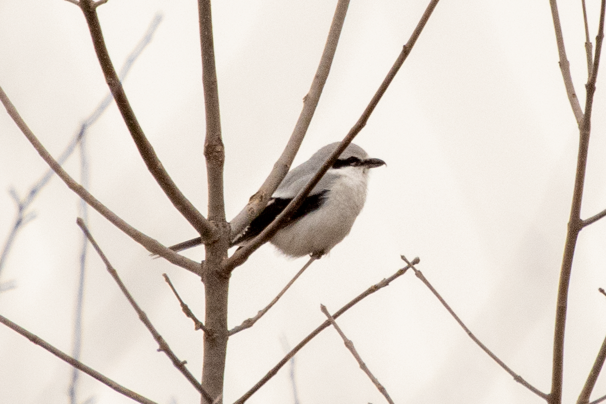 Northern Shrike - ML406512701