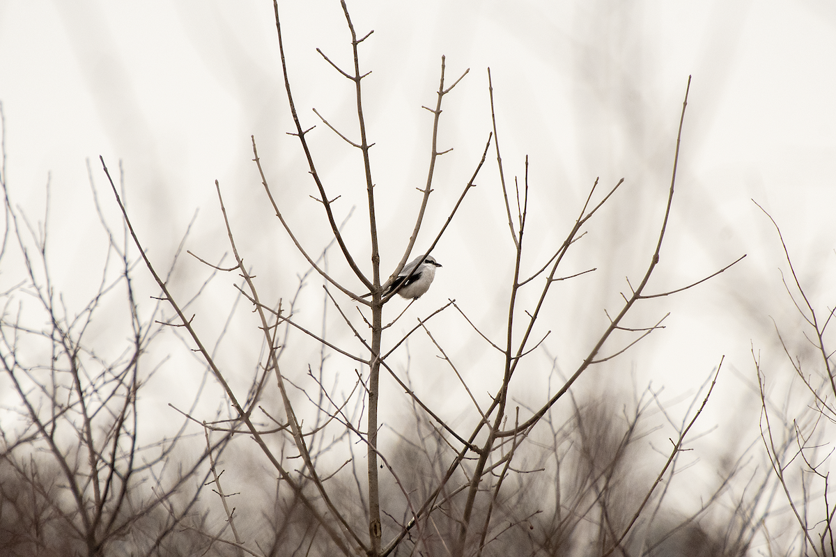 Northern Shrike - ML406512871