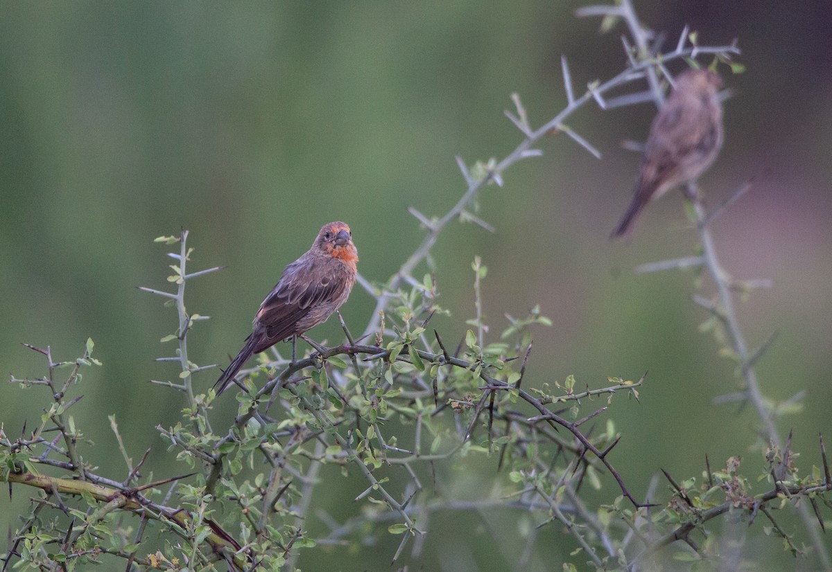 House Finch - Becca Mathews