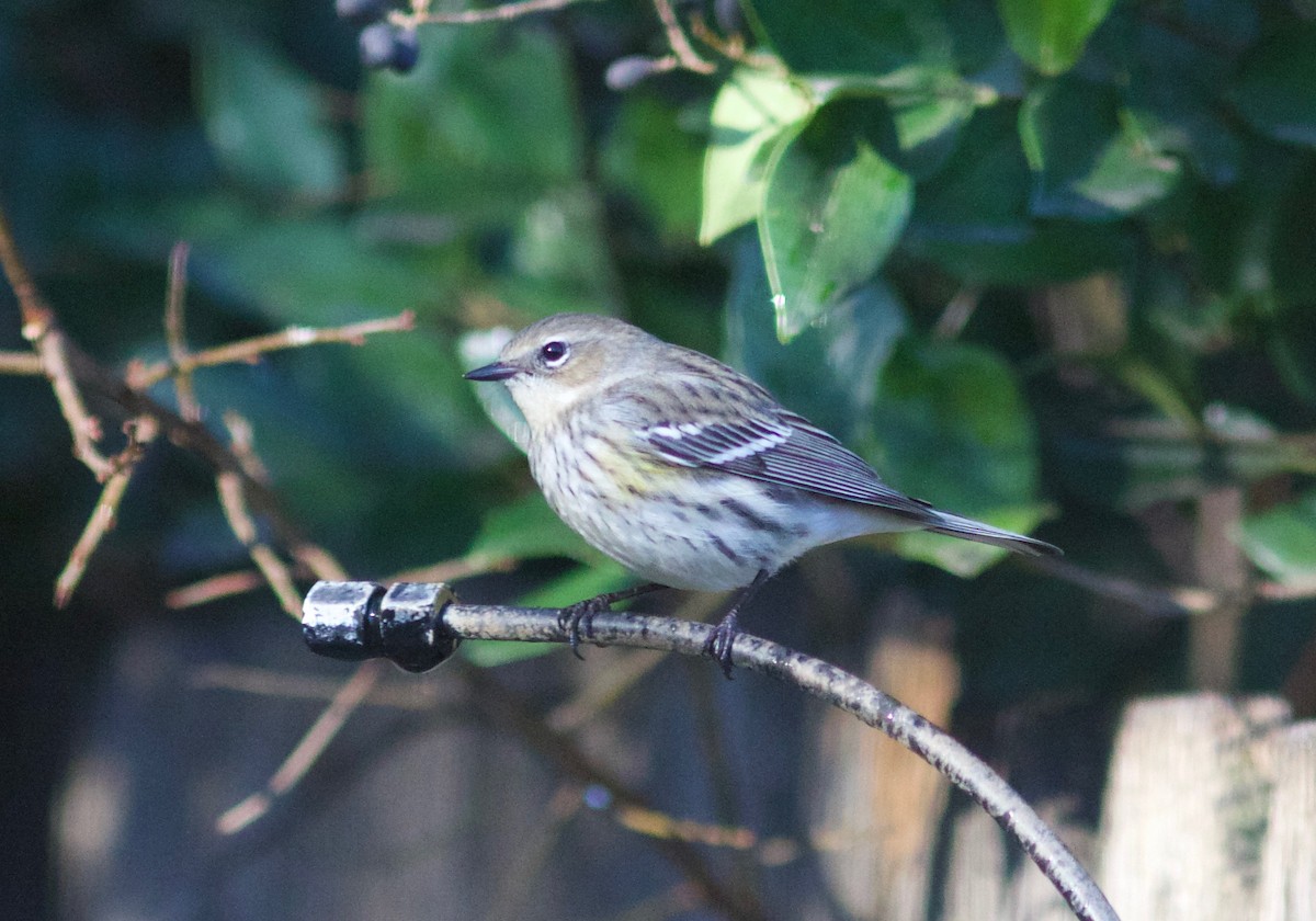 lesňáček žlutoskvrnný (ssp. coronata) - ML406516171