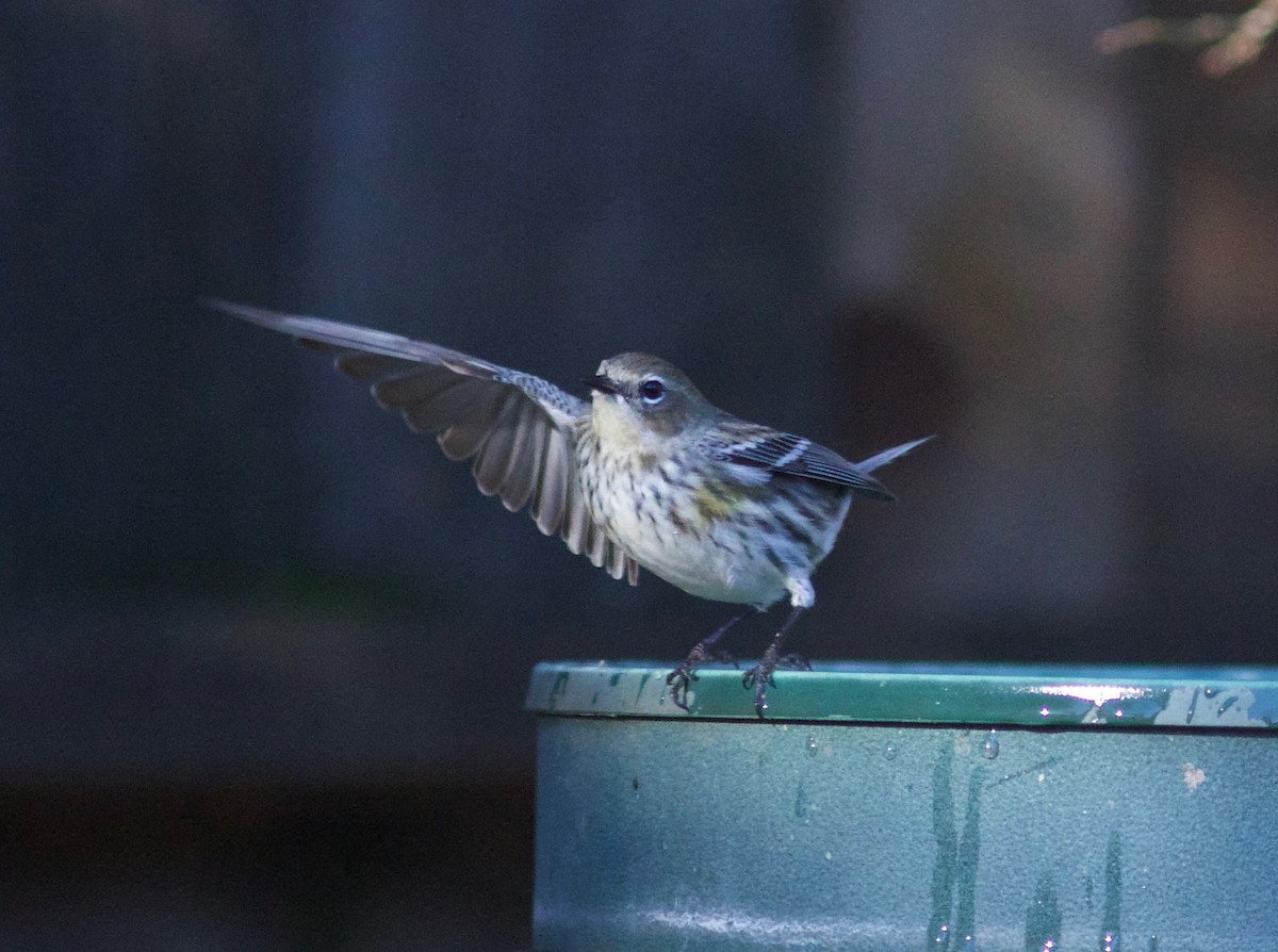 Yellow-rumped Warbler (Myrtle) - Nora Papian