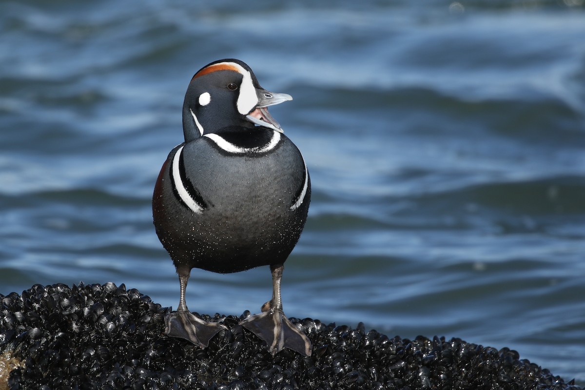 Harlequin Duck - ML406517451