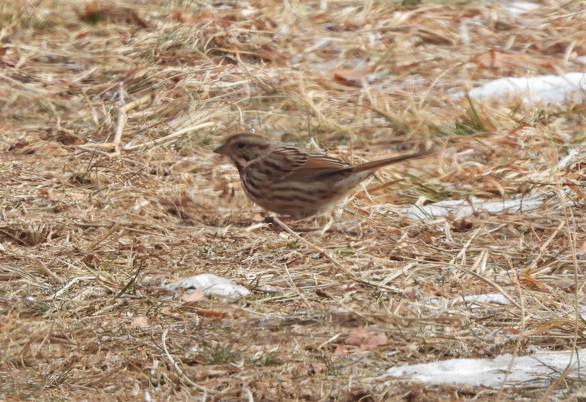 Song Sparrow - ML406518261