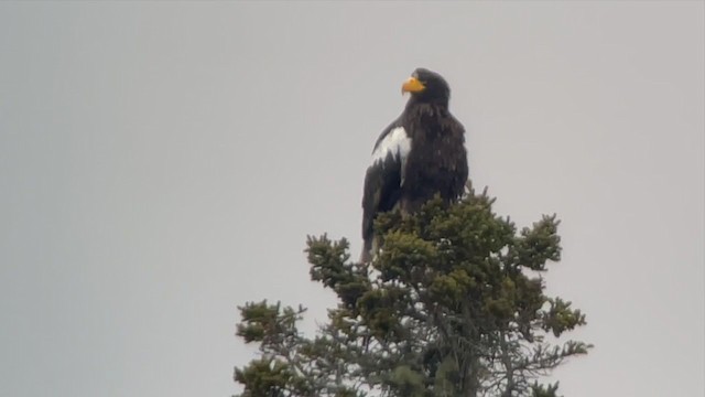 Steller's Sea-Eagle - ML406519211