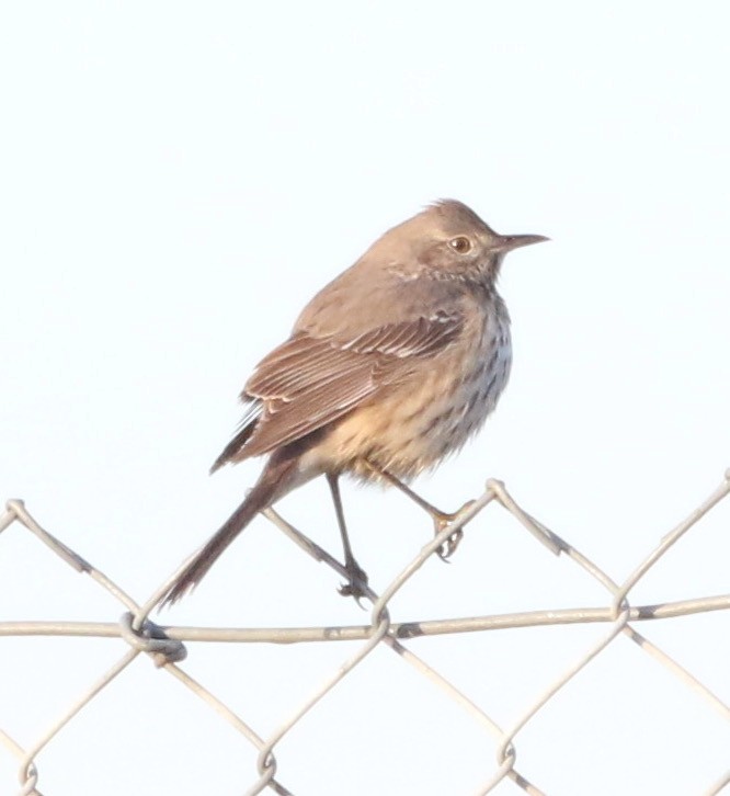 Sage Thrasher - Nick Barber