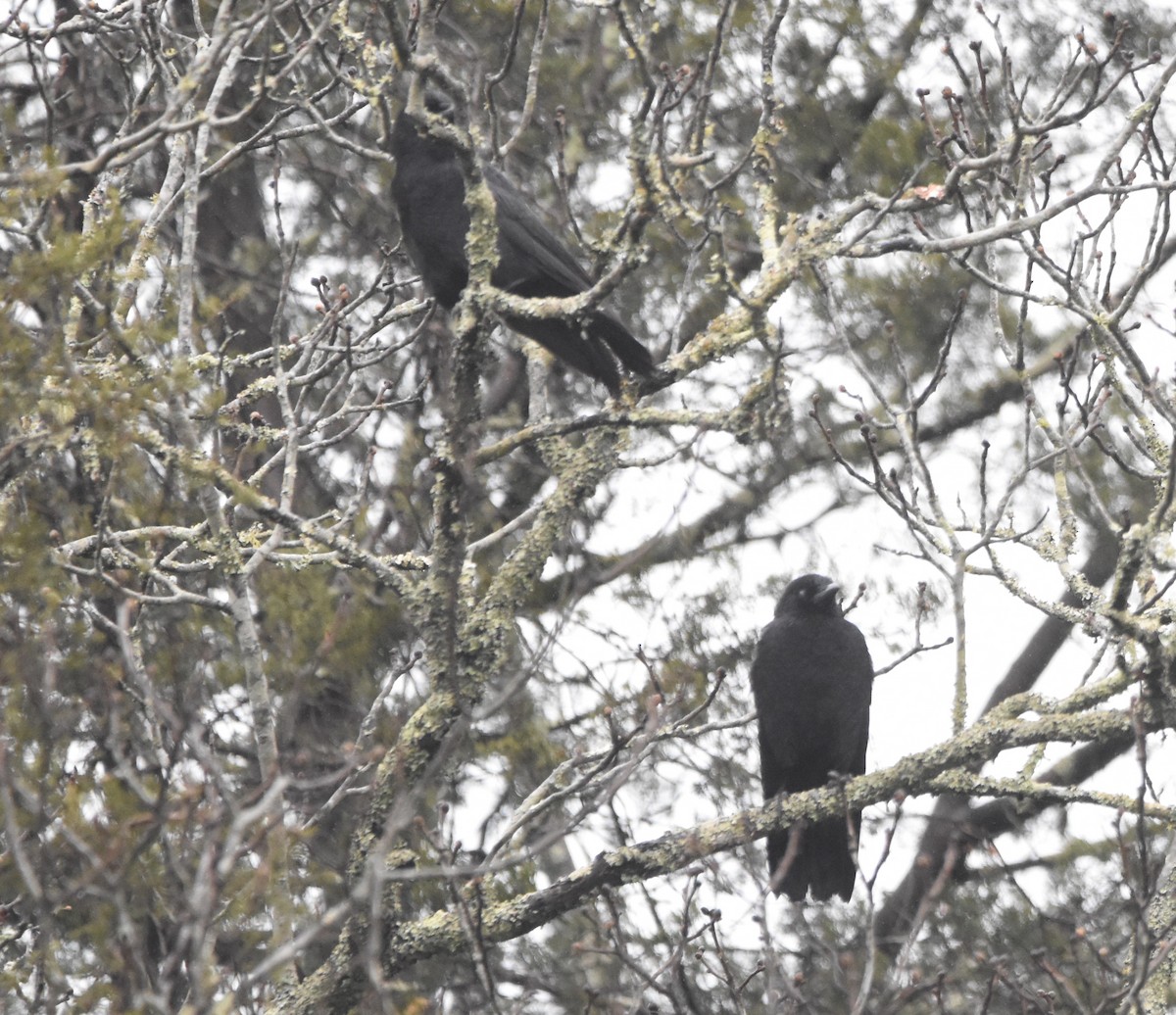 American Crow - ML406521411