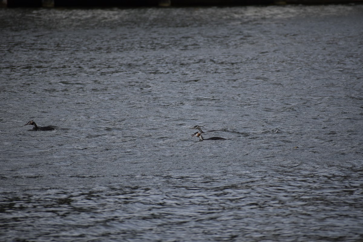 Great Crested Grebe - Judy  Wilder