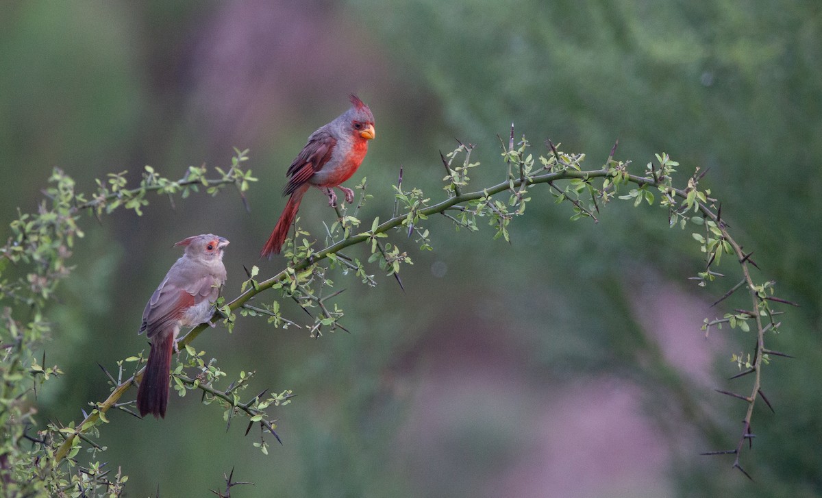 Pyrrhuloxia - Becca Mathews