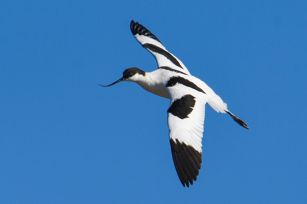 Pied Avocet - ML406524751