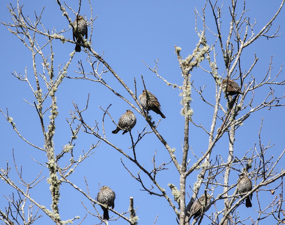 Red-winged Blackbird - ML406525181