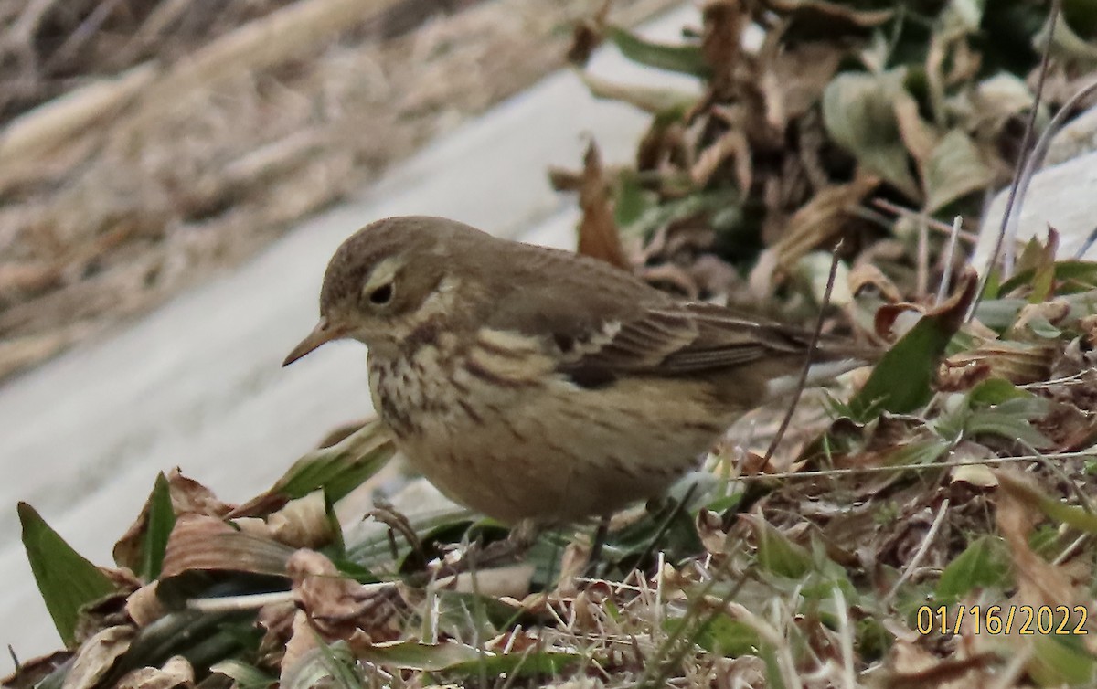 Pipit d'Amérique - ML406525321