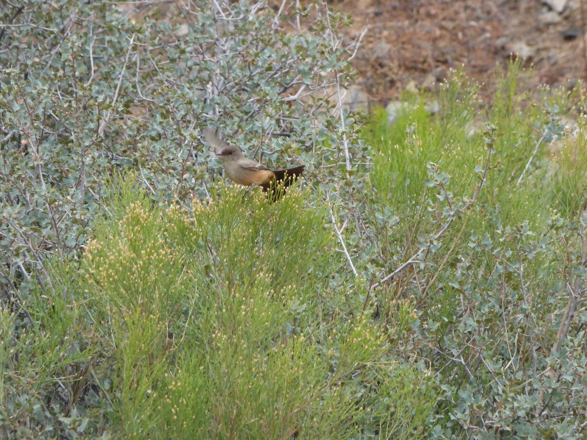 Say's Phoebe - Kevin Rohling