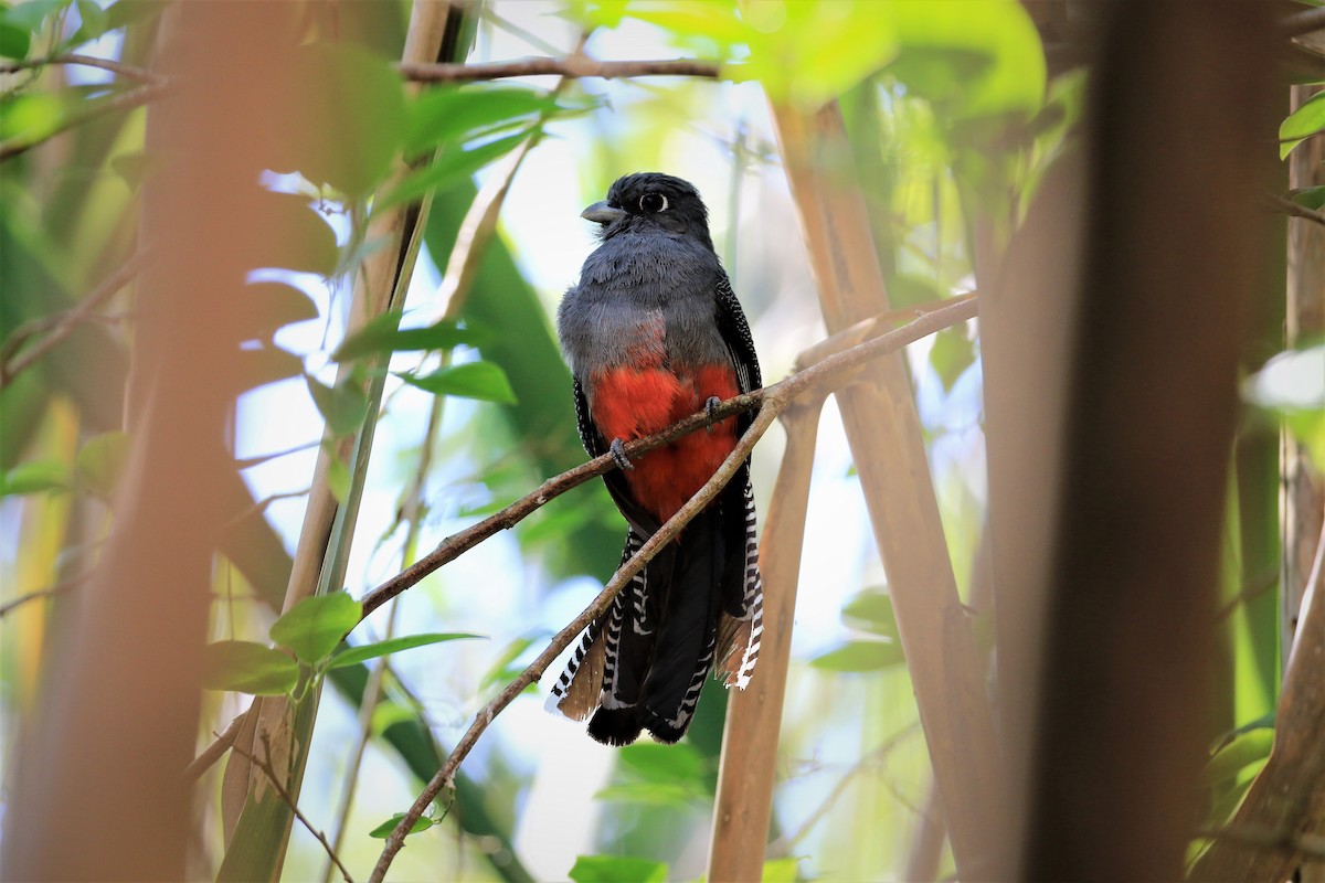 Black-tailed Trogon - ML406525901