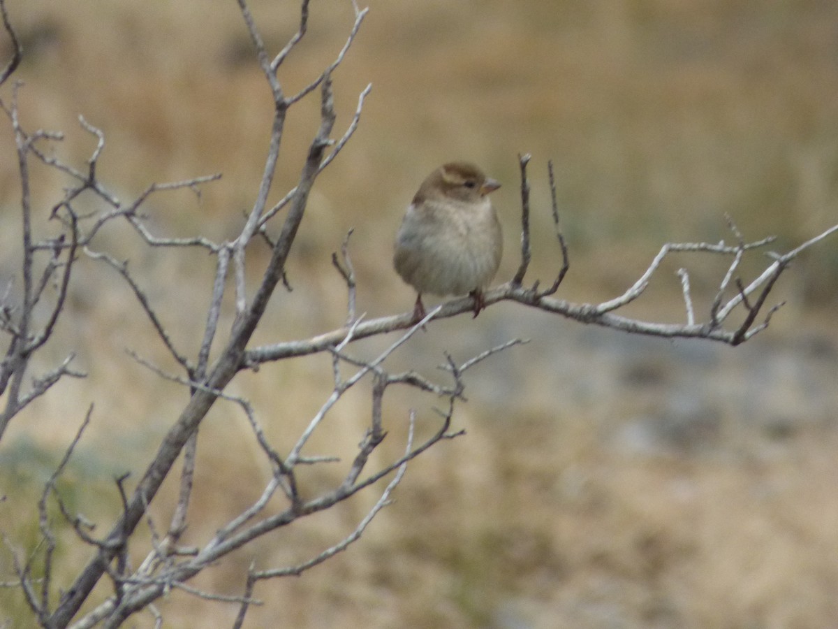 Moineau domestique - ML406525951