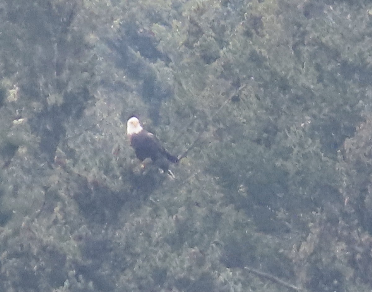 Itsas arrano buruzuria - ML406526901