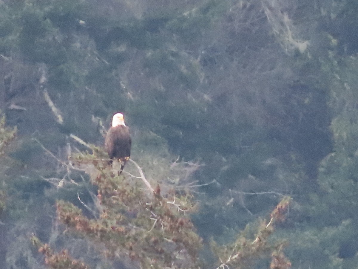 Itsas arrano buruzuria - ML406526931