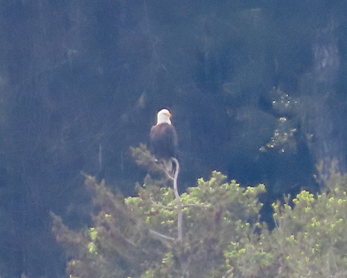 Itsas arrano buruzuria - ML406526951